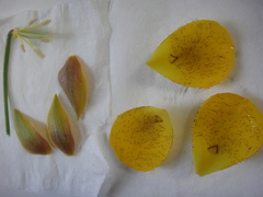 Calochortus balsensis