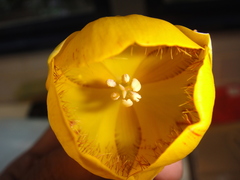 Calochortus balsensis