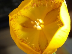 Calochortus balsensis