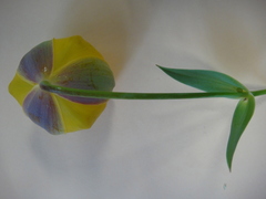 Calochortus balsensis