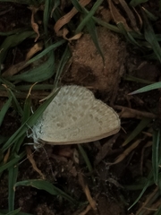 Zizina otis labradus