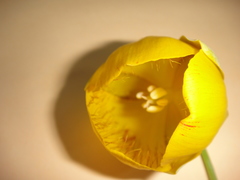 Calochortus balsensis