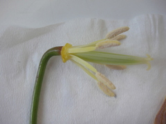Calochortus balsensis