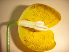 Calochortus balsensis