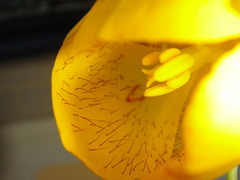 Calochortus balsensis