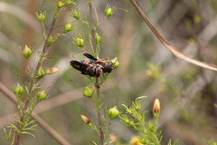 Anthidiellum perplexum