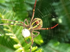 Argiope keyserlingi