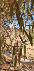 Eucalyptus socialis socialis