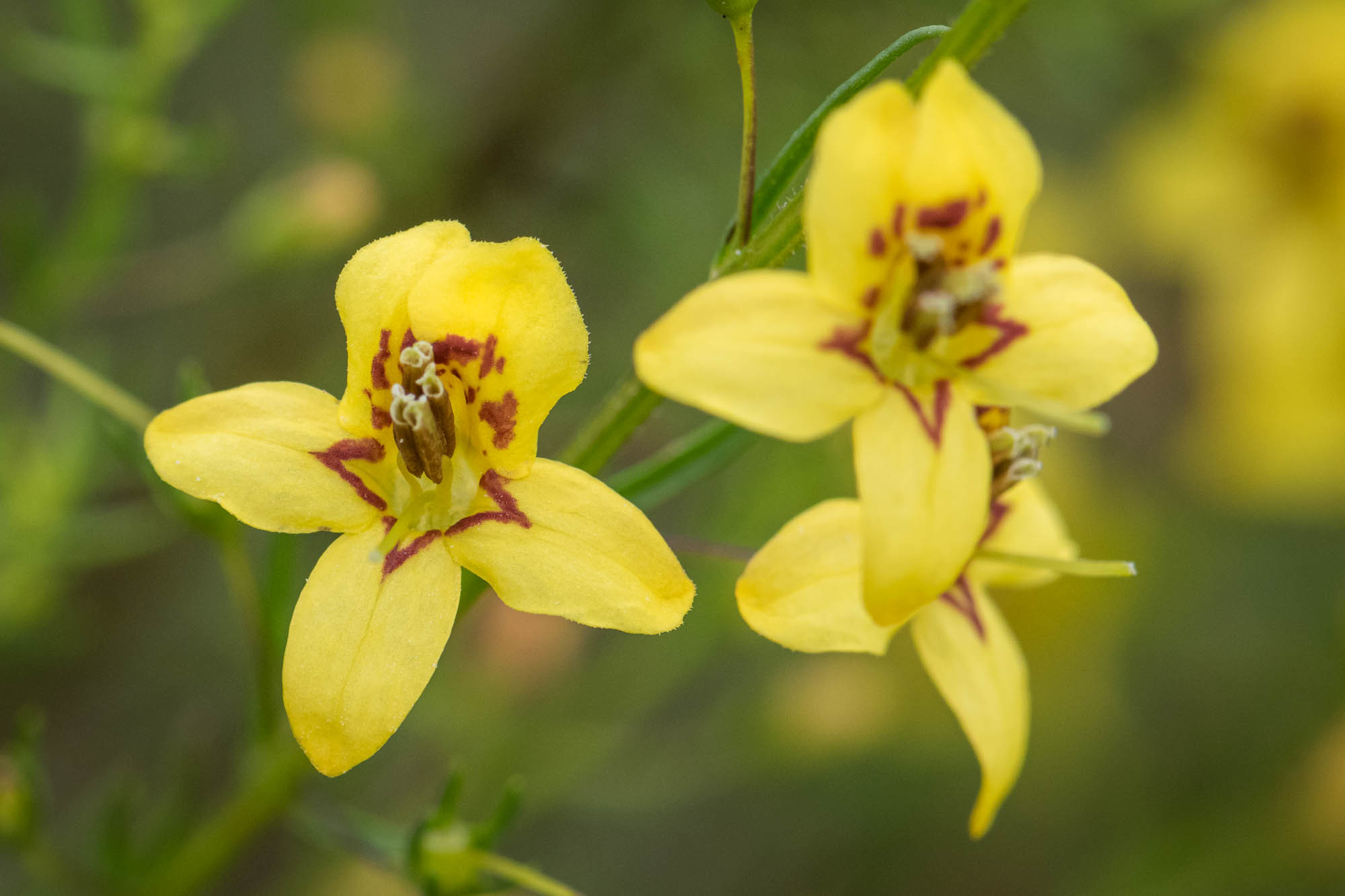 Seymeria cassioides