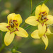 Yaupon Blacksenna - Photo (c) Nash Turley, some rights reserved (CC BY-NC), uploaded by Nash Turley