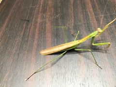 Tenodera sinensis