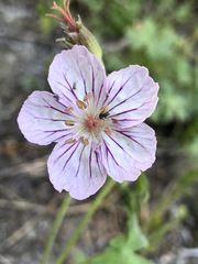 Geranium californicum