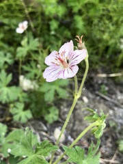 Geranium californicum