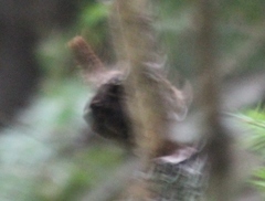 Troglodytes hiemalis