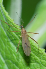 Amphineurus insulsus
