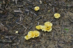 Cotylidia aurantiaca