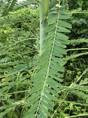 Image of Sesbania herbacea
