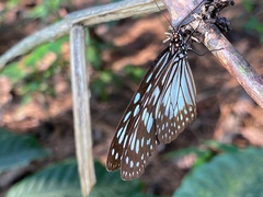 Ideopsis