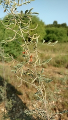 Indigofera lindheimeriana