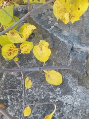 Celastrus orbiculatus