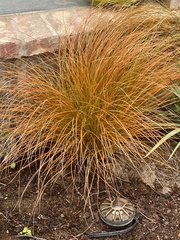 Chionochloa rubra