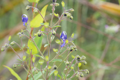 Trichostema setaceum
