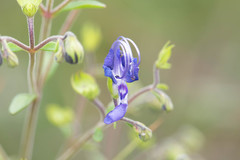 Trichostema setaceum