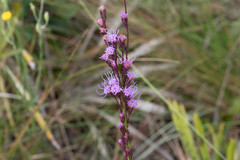 Liatris tenuifolia