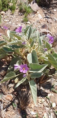 Solanum quadriloculatum