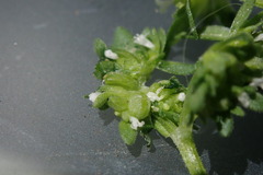 Valerianella carinata