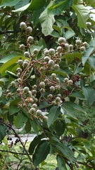 Lagerstroemia speciosa
