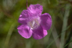 Agalinis filifolia