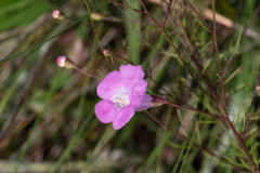 Agalinis filifolia
