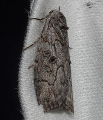 Elesma subglauca