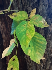 Toxicodendron radicans