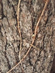 Toxicodendron radicans