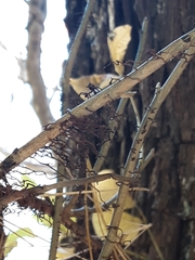 Toxicodendron radicans