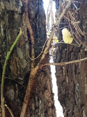 Toxicodendron radicans