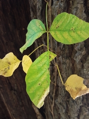 Toxicodendron radicans