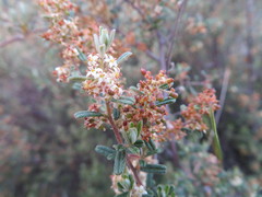Pomaderris angustifolia