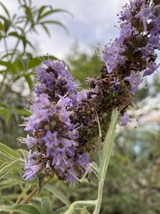 Vitex agnus-castus