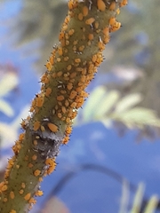 Aphis nerii