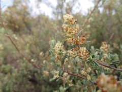 Pomaderris angustifolia