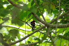 Puerto Rican Bullfinch photo 3