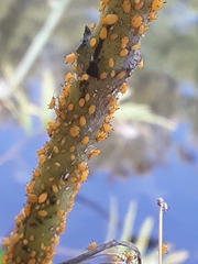 Aphis nerii