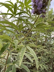 Vitex agnus-castus
