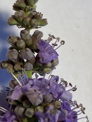 Vitex agnus-castus