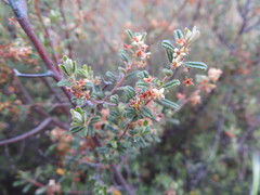 Pomaderris angustifolia