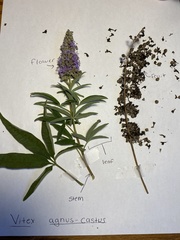 Vitex agnus-castus