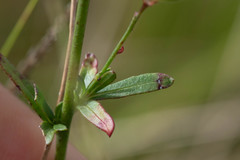 Oenothera simulans